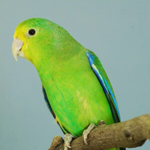 นกฟอพัส Blue-Winged Parrotlet
