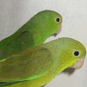 นกฟอพัส Green-Rumped Parrotlet