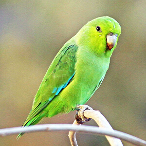 นกฟอพัส Maxican Parrotlet
