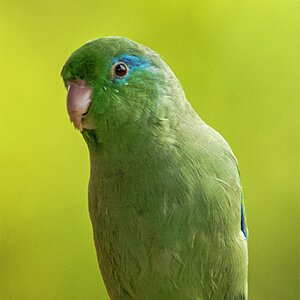 นกแก้วฟอพัส Spectacied Parrotlet