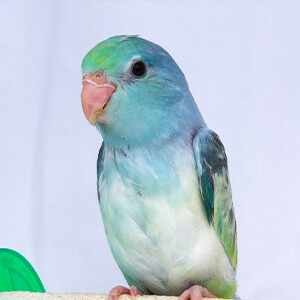 นกแก้วฟอพัส Turqoise-Rumped Parrotlet