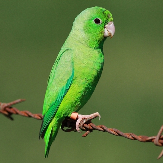 สายพันธุ์นกฟอพัส Green-Rumped-Parrotlet