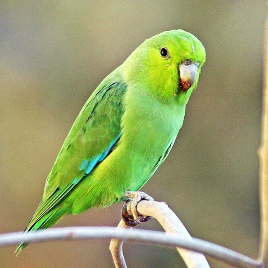 สายพันธุ์นกฟอพัส Mexican-Parrotlet