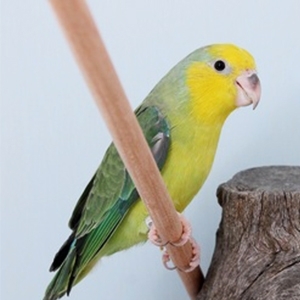 นกแก้วฟอพัส Yellow Face Parrotlet